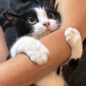 Chị Dâu Mới Về Nhà